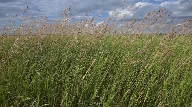 Summer grass blowing in a strong wind with cloudy sky in the background
