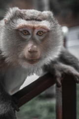 Wild macaque monkey holding a pole close up portrait in Thailand © Kooper