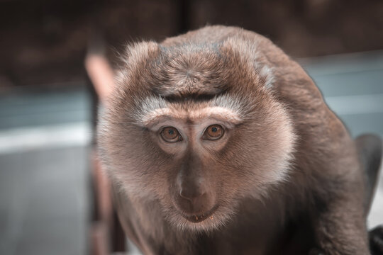 Wild macaque monkey holding a pole close up portrait in Thailand