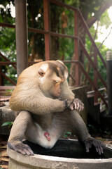 Wild macaque monkey holding a pole close up portrait in Thailand © Kooper