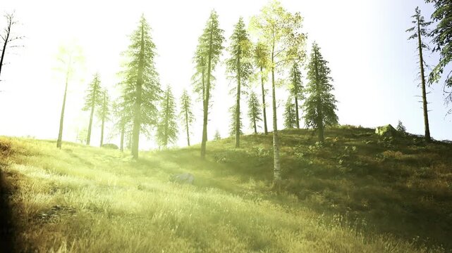 Sunlit pine forest blanketed in mist, soft rays filtering through tall trunks, dewy grassy slope, peaceful early morning atmosphere ideal for nature therapy