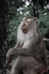 Wild macaque monkey holding a pole close up portrait in Thailand © Kooper