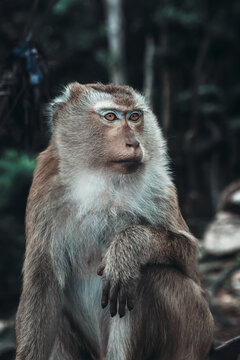Wild macaque monkey holding a pole close up portrait in Thailand