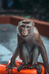 Wild macaque monkey holding a pole close up portrait in Thailand © Kooper