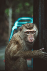 Wild macaque monkey holding a pole close up portrait in Thailand © Kooper