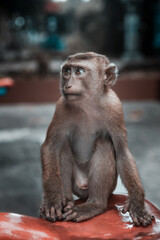Wild macaque monkey holding a pole close up portrait in Thailand © Kooper