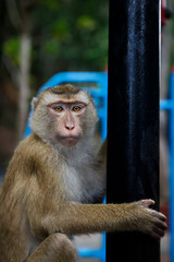 Wild macaque monkey holding a pole close up portrait in Thailand © Kooper