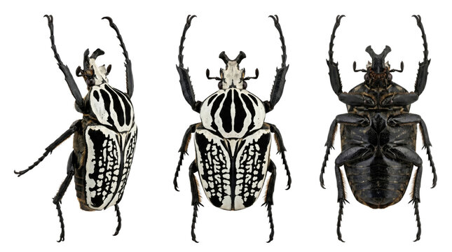 Three views of a black and white Goliath beetle isolated on transparent background