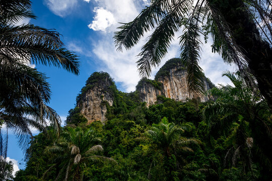 Oil palm plantation and limestone karst mountains landscape in Krabi, Thailand