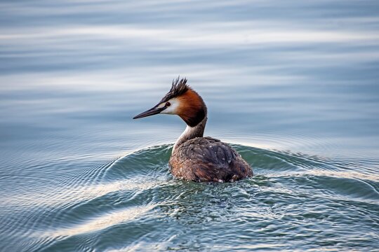 Great crested grebe (Podiceps cristatus), swimming in the waters of a lake.