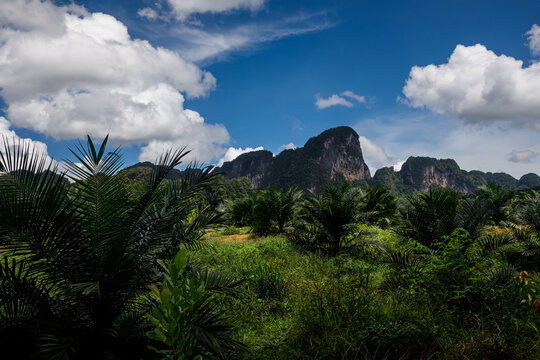 Oil palm plantation and limestone karst mountains landscape in Krabi, Thailand
