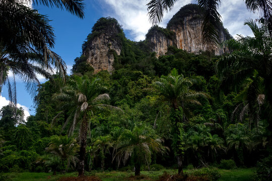 Oil palm plantation and limestone karst mountains landscape in Krabi, Thailand