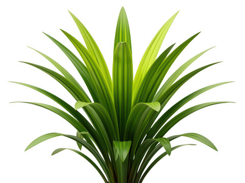 Green pandan plant with long pointed leaves isolated on a white background