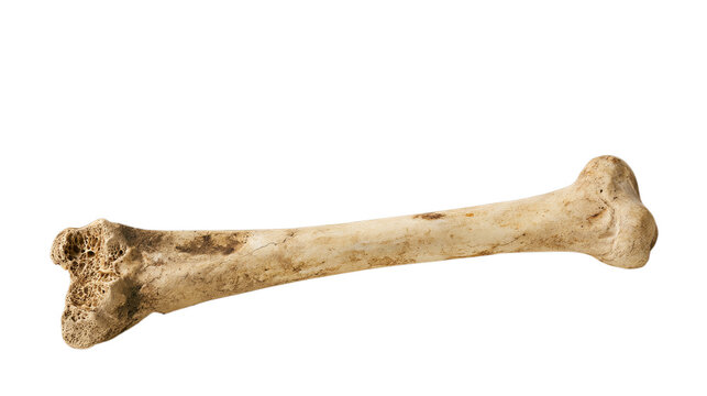Fossilized bone fragment, ancient skeletal remains, archaeological specimen, isolated on a transparent background