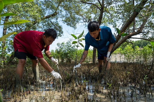 Two young volunteers planting mangrove sapling together in muddy coastal mud flat. Young asian volunteers working together to plant a mangrove in a muddy wetland for environmental conservation.