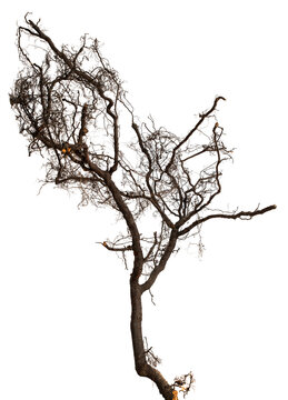Bare branch without leaves or root on isolated background. Dry tree in winter or during drought.