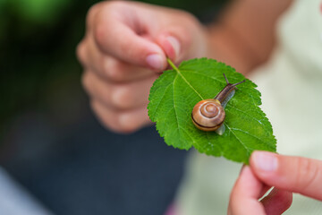 Snail glides on a vibrant green leaf, gently held by hands. The close-up captures the snail's delicate movement and natural interaction in harmony with its environment. © magpie