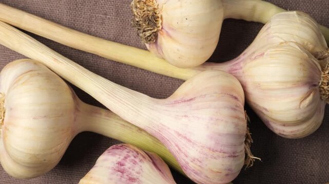 Fresh organic garlic bulbs with long stems