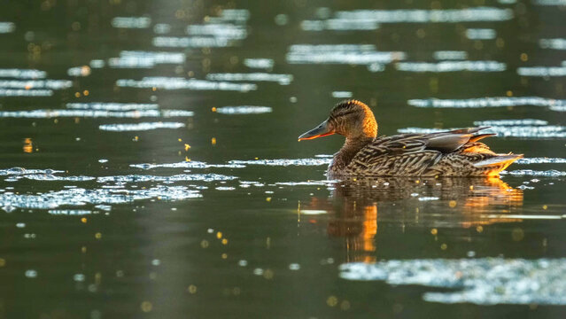 Mallard Duck Female Swimming on Calm Lake at Golden Hour - Anas platyrhynchos, Sweden