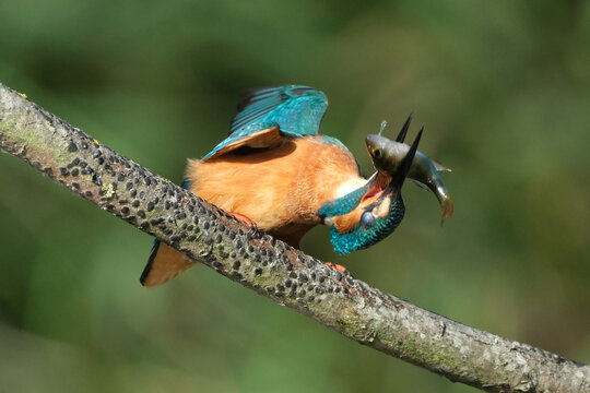 Common kingfisher (Alcedo atthis) violently beating and slamming a freshly caught fish against a wooden branch to stun its prey, spectacular wildlife action moment