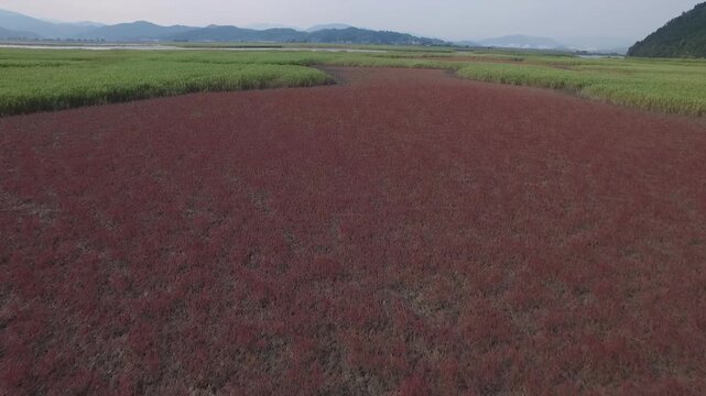 Korea Suncheonman Bay national garden UNESCO natural heritage wetland reed field coastal estuary nature landscape 순천만 순천만국가정원 유네스코 세계자연유산 습지 갈대밭 칠면초 갯벌 물길 자연경관 생태공원
