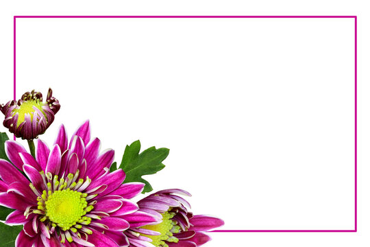 Pink and green hryzanthemum flower in a corner floral arrangement with a frame isolated on white or transparent background