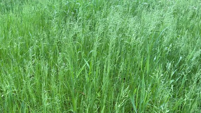 Meadow green grass poa pratensis