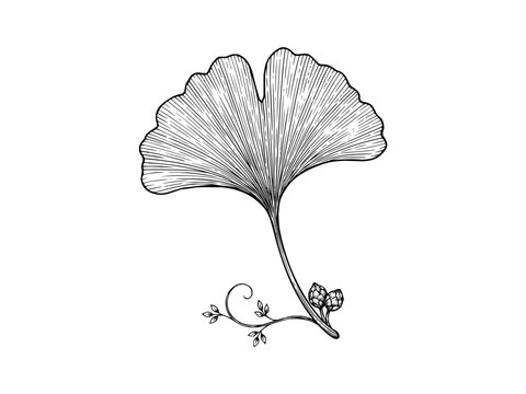 Detailed botanical engraving of a ginkgo leaf with decorative swirls and small seed pods