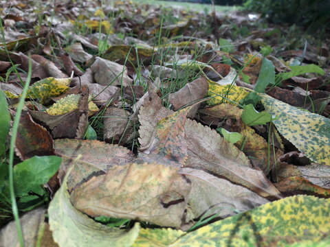 Nature Grounds