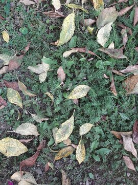 Leafs In Color