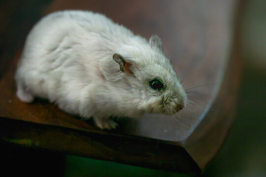 A small, fluffy white dwarf hamster perches cautiously on the edge of a dark, polished wooden table against a softly blurred background.