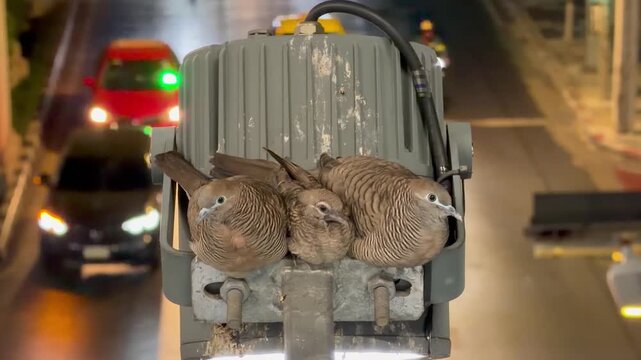 BANGKOK, THAILAND - APRIL 2026 : Close-up shot of a zebra dove bird at the street. Concept of tropical wildlife, Asian fauna and exotic nature documentary.