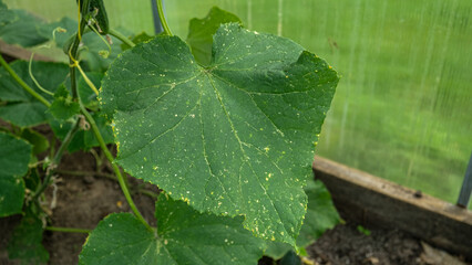 Close-up of green cucumber leaf with yellow spots inside greenhouse. Macro of plant disease symptom, pest damage, or nutrient deficiency on farm crop for agriculture and horticulture industry. © Marina Demidiuk