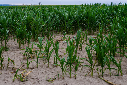 Young green corn plants growing in a field on a farm