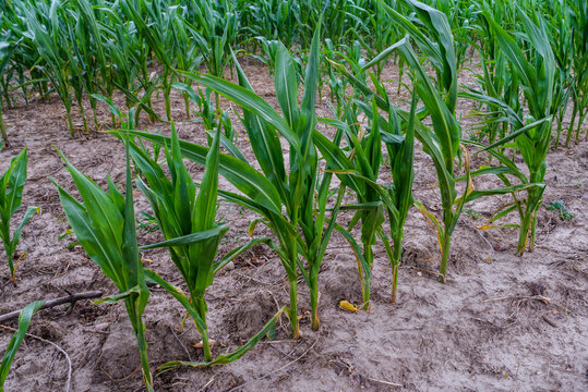 Young green corn plants growing in a field on a farm