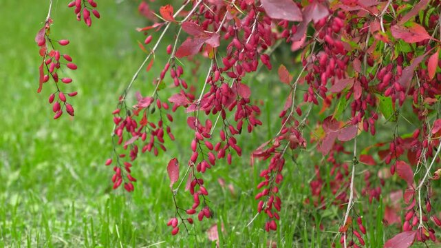 Close up of ripe red barberries hanging on bush branch in autumn garden. Berberis vulgaris berries with colorful leaves on green grass background. Natural superfood, herbal medicine concept. 4K Real