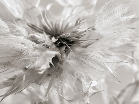 A delicate, soft focus close-up of a Dandelion seed head in sepia tone. The feathery pappus of the seeds is fanned out, creating a beautiful, ethereal texture AI generative
