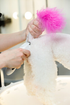 Groomer shaving white fluffy dog with electric clippers holding its pink dyed tail in beauty salon showing professional pet grooming and hygiene care process