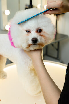 Groomer combing a white fluffy dog with blue comb in beauty salon while holding its chin with pink dyed fur on neck showing professional pet grooming process