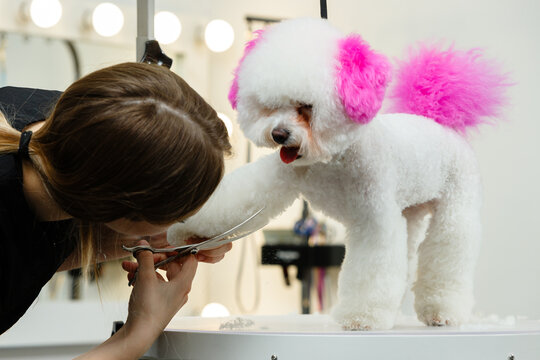 Groomer trimming paw of white fluffy dog with pink dyed ears and tail using scissors in beauty salon showing professional pet grooming and creative styling