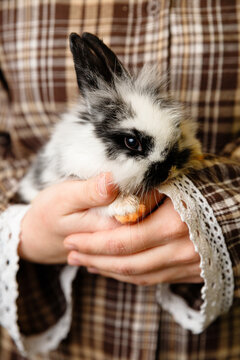 Child hands holding a cute fluffy black and white baby rabbit against brown plaid shirt with lace cuffs creating cozy farm and pet care concept in soft light