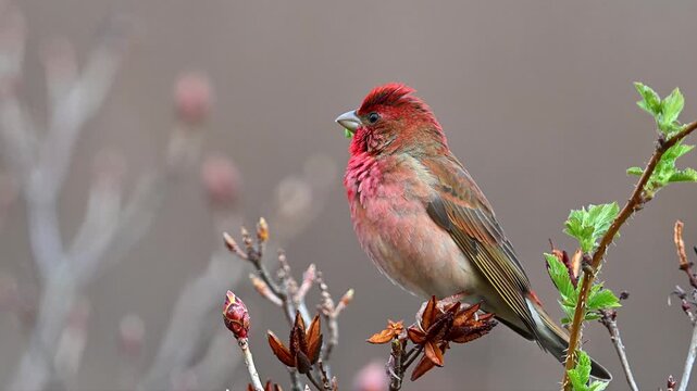 Common rosefinch singing on a flower in cold weather