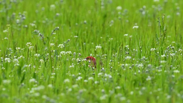 Red common rosefinch singing on green grass
