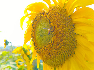 A closeup shot of a vibrant yellow sunflower in a field with a bee collecting nectar on its central disk © Irfu Tech Zone