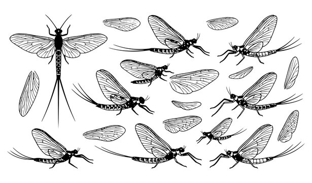 Set of hand drawn mayfly insects and individual wings isolated on white background for design elements