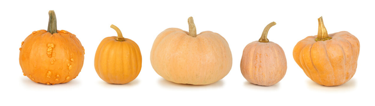 Variety of fall pumpkins, side view isolated on a white background. Assorted shapes and shades of orange.