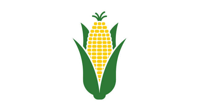 Fresh corn on the cob icon with vegetable agriculture illustration isolated