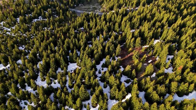 Top-down drone video view moving towards green trees in snowy mountains