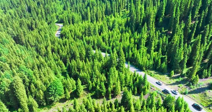 Drone view of a winding road threading through dense green forest, tall poplar and conifer trees, and sunlit hillside terrain, supporting travel and environmental campaigns.