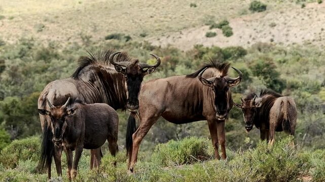 Wildebeest herd grazing in African savanna, blue wildebeest standing in wild grassland, safari wildlife animals in natural habitat